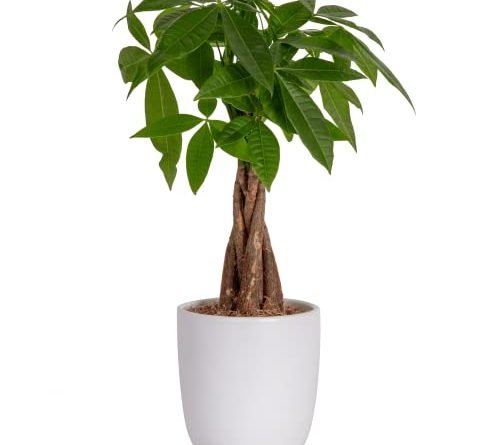 Costa Farms Money Tree, Easy Care Indoor Plant, Live Houseplant in Ceramic Planter Pot, Bonsai Potted in Potting Soil, Home Décor, Birthday Gift, New Home Gift, Outdoor Garden Gift, 16-Inches Tall